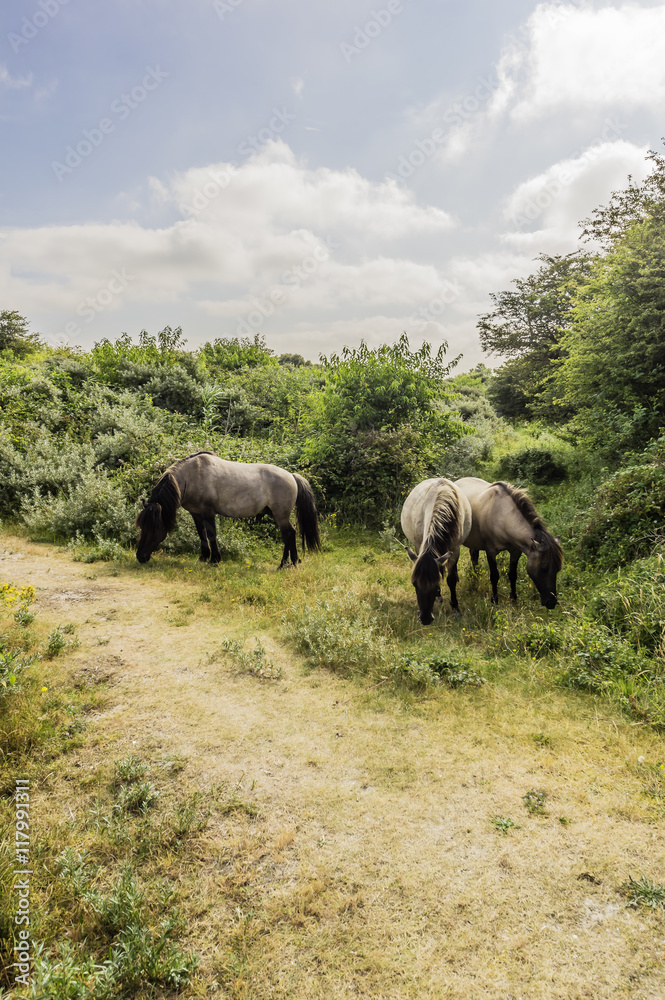 Holland, Zeeland, Walcheren, Nature Park near Oostkapelle, wild horses Holland, Zeeland, Walcheren, Nature Park near Oostkapelle, wild horses