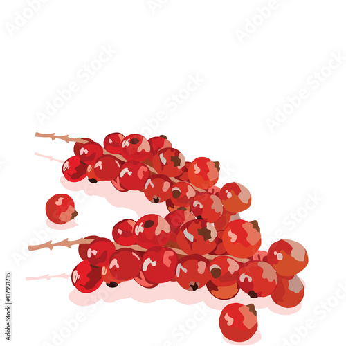 Watercolor cranberry branch on white background. Vector illustration of berries
