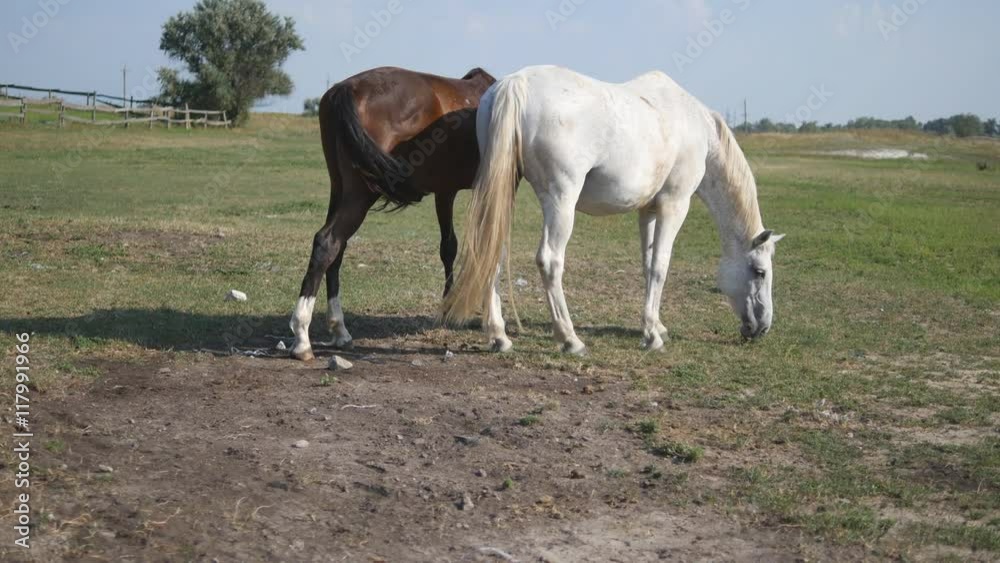 Two horses grazing on the meadow. White and brown horses are walking and eating green grass in the field. Close-up Two horses grazing on the meadow. White and brown horses are walking and eating green grass in the field. Close-up