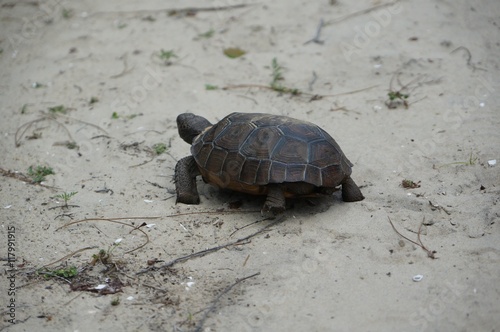 endangered tortoise in Florida