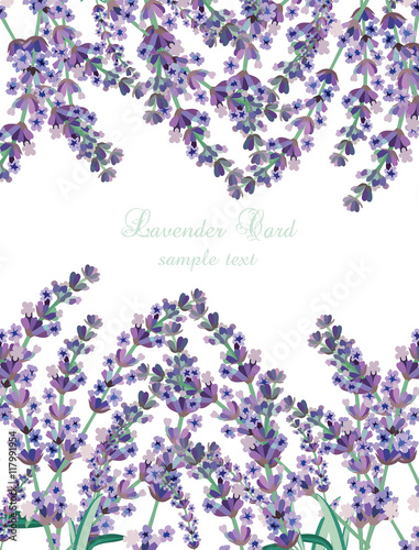 Lavender Card Border Vector. Gentle blossom floral bouquet. Vintage Label with lavender beautiful fragrance