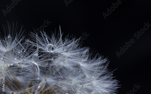 Dreamy dandelion macro