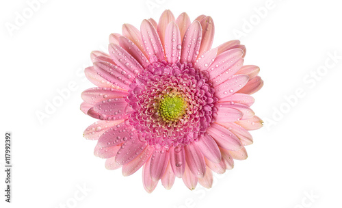 flowers on white background