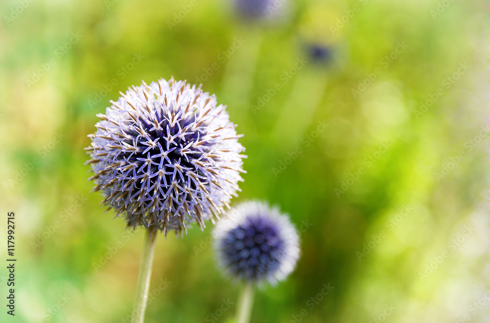Blue allium flowers in sunlight Blue allium flowers in sunlight