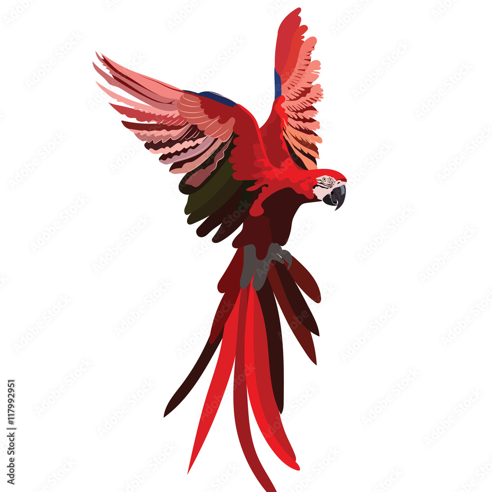 Colorful Red flying parrot Vector isolated