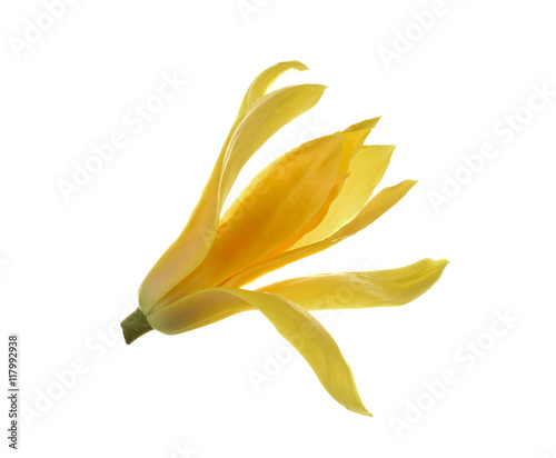 Thai Champaka flower on the white background photo