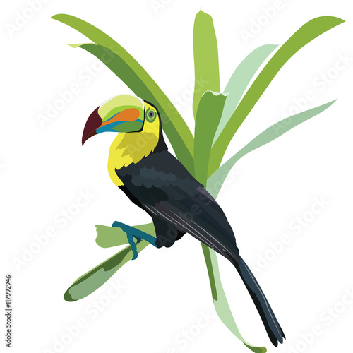 Toucan bird Vector isolated
