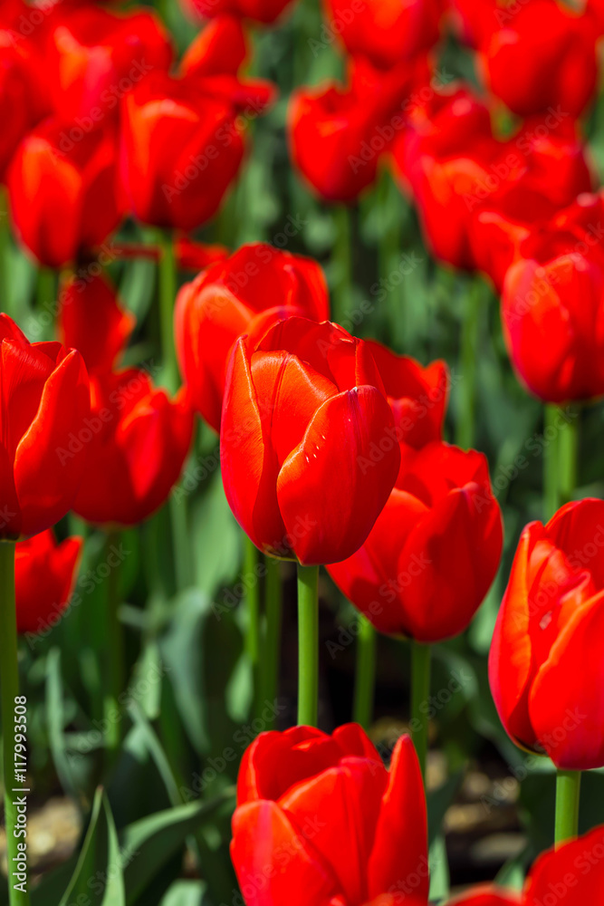 Tulips beautiful red tulips, tulips colorful tulips in the sprin Tulips beautiful red tulips, tulips colorful tulips in the sprin