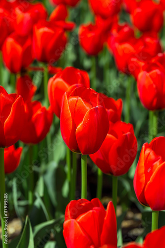 Tulips beautiful red tulips, tulips colorful tulips in the sprin