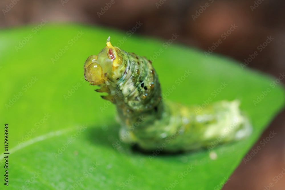 Worm the caterpillars eating leaves and stems of plants