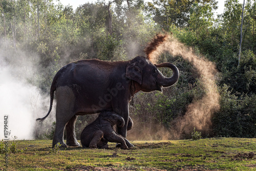 Photography Asian elephant mother and child