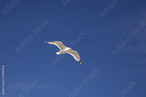European Herring gull (Larus argentatus) flying in blue sky