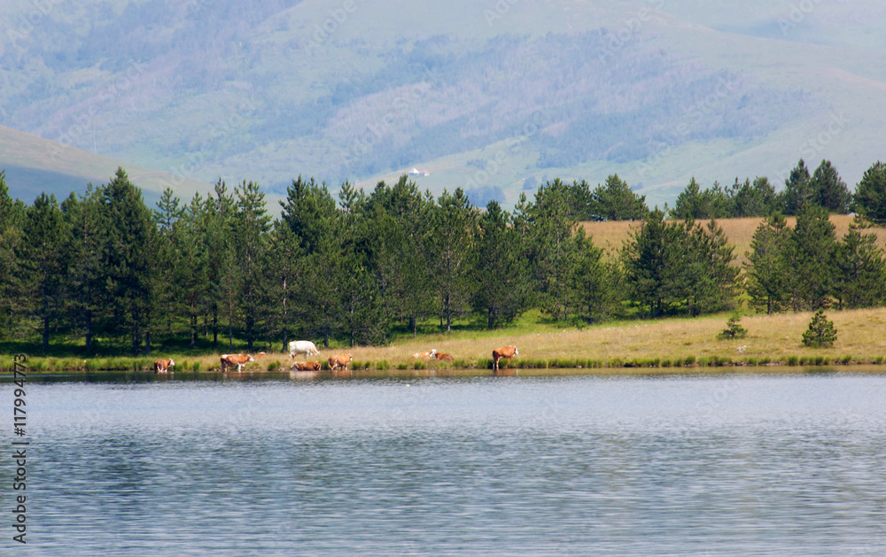 Fototapeta premium Jezioro na górze Zlatibor