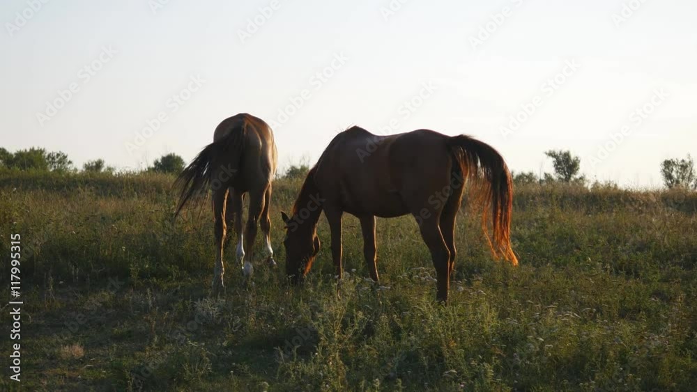Two horses grazing on the meadow. Horses are eating green grass in the field. Close-up Two horses grazing on the meadow. Horses are eating green grass in the field. Close-up