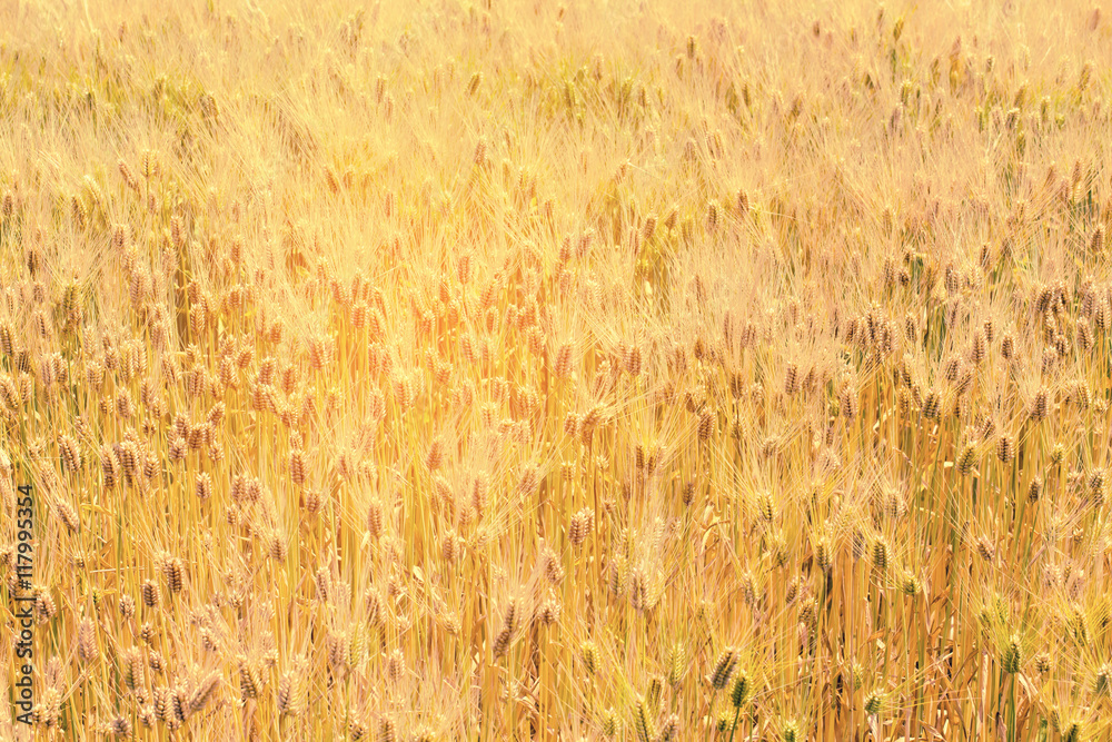 Fototapeta premium wheat field