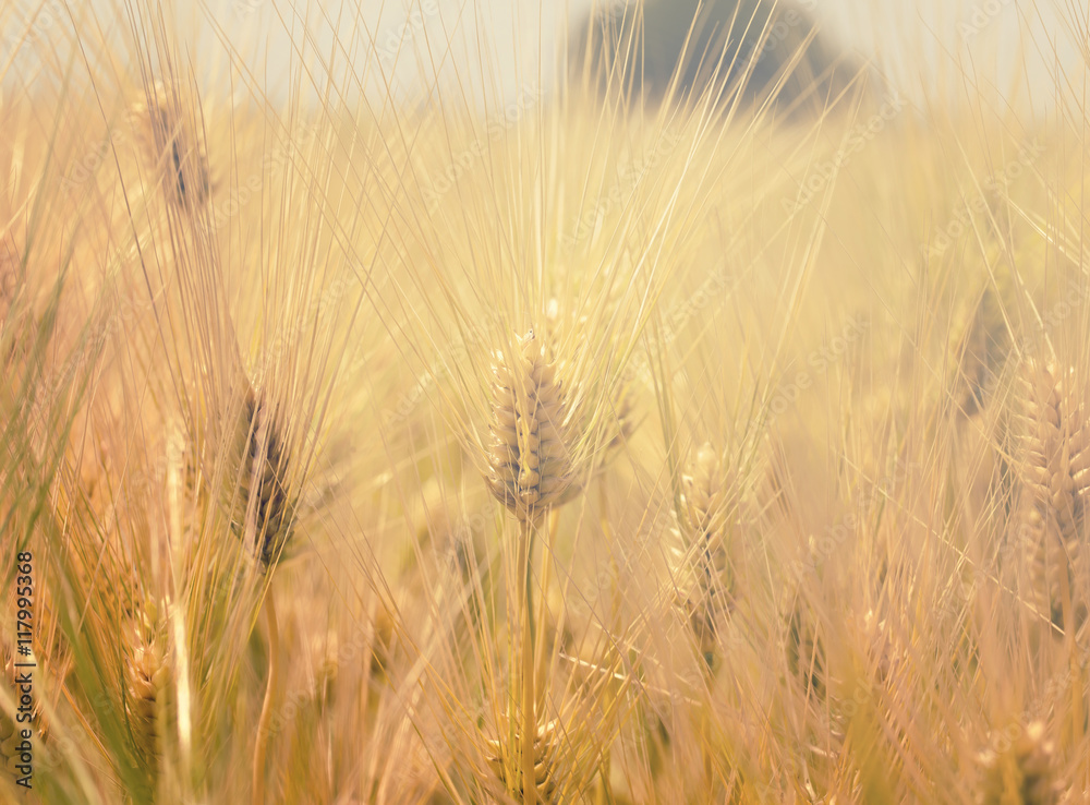 Obraz premium wheat field