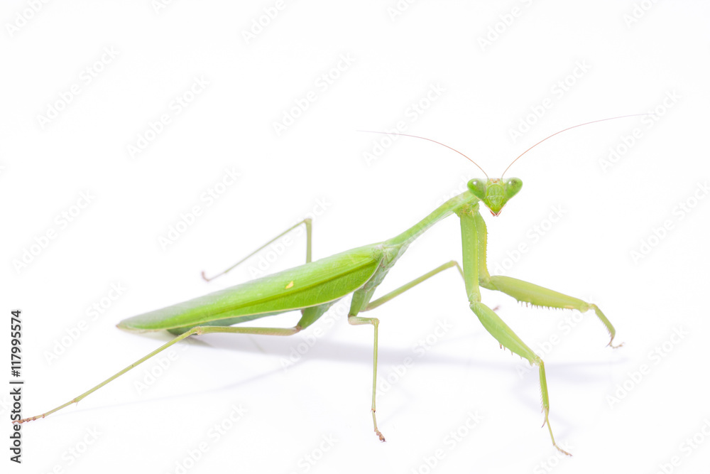 Green mantis isolated on a white background Green mantis isolated on a white background