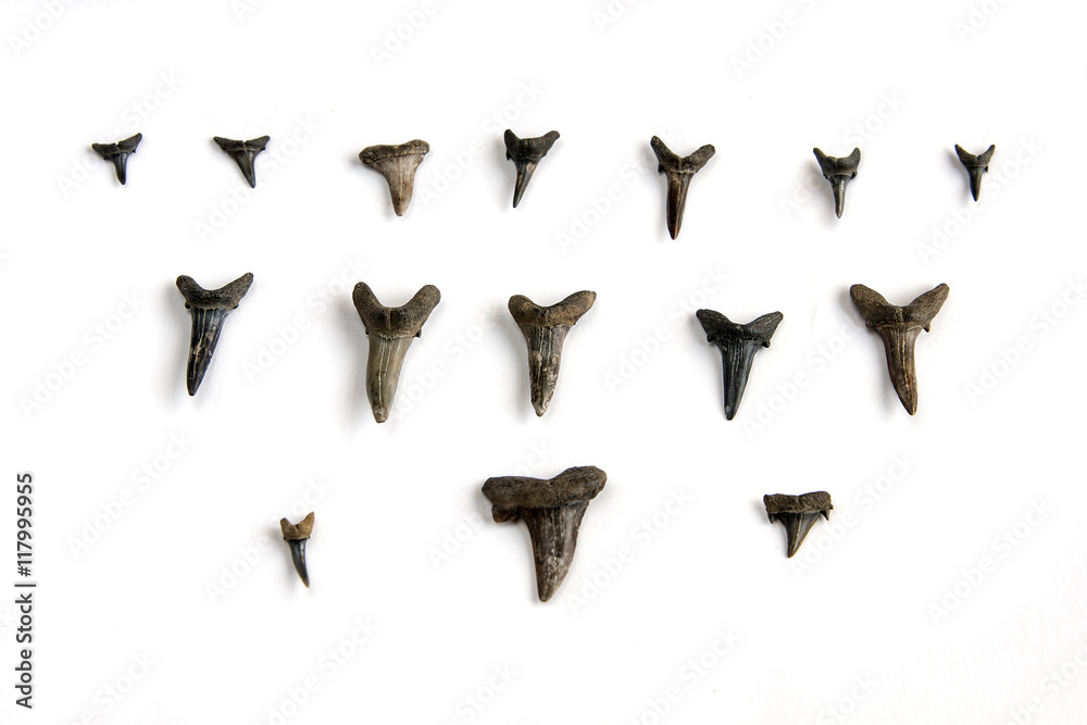 Obraz premium shark teeth jaw fossil paleontology excavations isolated on white