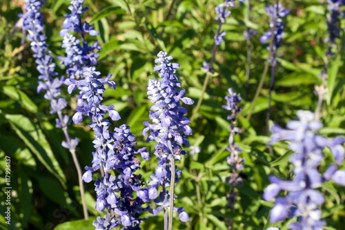 Lavender Field in the summer