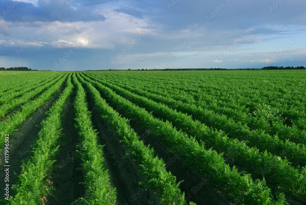 Carrot field before rain