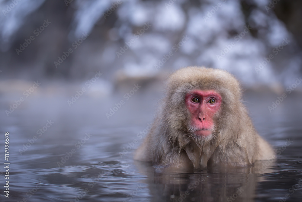 Japanese Snow monkey Macaque in hot spring Onsen Jigokudan Park Japanese Snow monkey Macaque in hot spring Onsen Jigokudan Park