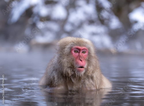 Japanese Snow monkey Macaque in hot spring Onsen Jigokudan Park photo