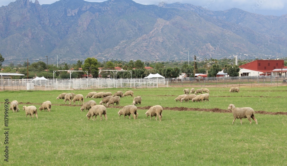 Grazing Lamb in Southwest Arizona
