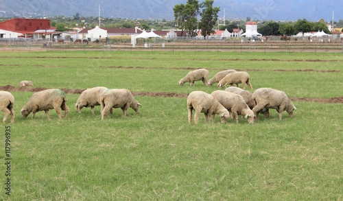 Grazing Lamb in Southwest Arizona © CellarStorm