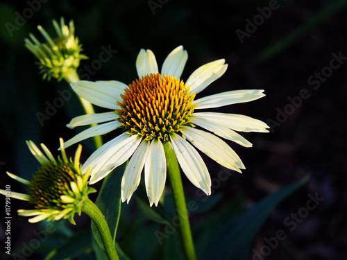 Yellow coneflower - Echinacea  Clopatra 