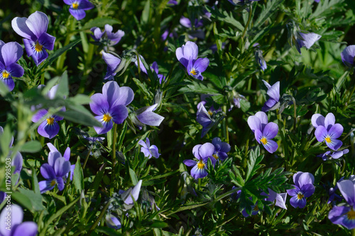 pansy flowers background