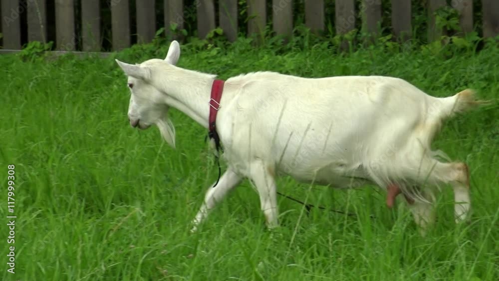 Goat grazing is grazing on the lawn in the village. Pastoral views and rural animal grazing. Cattle in pasture grazing. Horned cloven-hoofed livestock on ranch. Goat's milk is good for health. Goat grazing is grazing on the lawn in the village. Pastoral views and rural animal grazing. Cattle in pasture grazing. Horned cloven-hoofed livestock on ranch. Goat's milk is good for health.