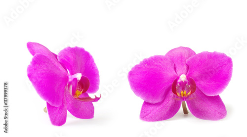  orchid flower  isolated