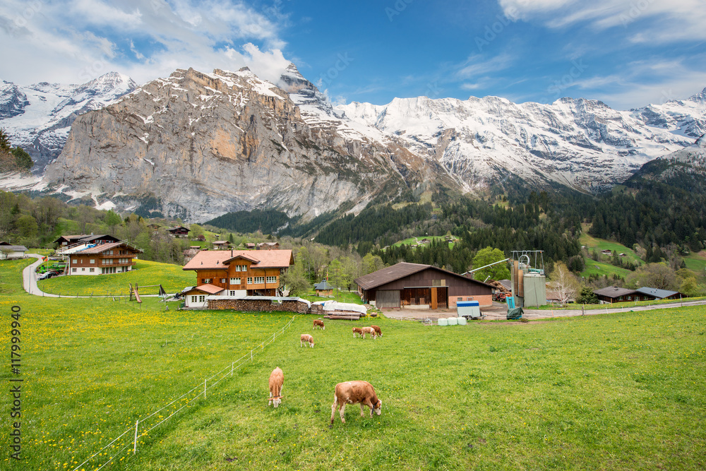Φωτογραφία Cow and farmhouse with swiss alps snow mountain in Switzerland