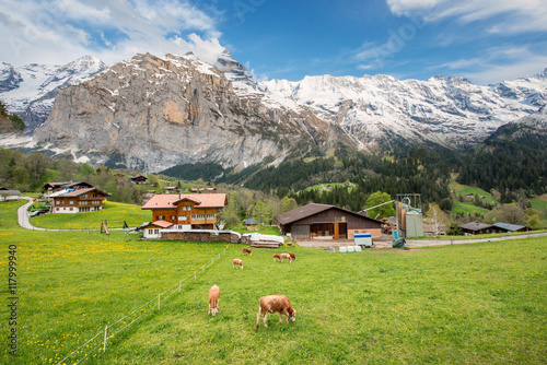 Cow and farmhouse with swiss alps snow mountain in Switzerland