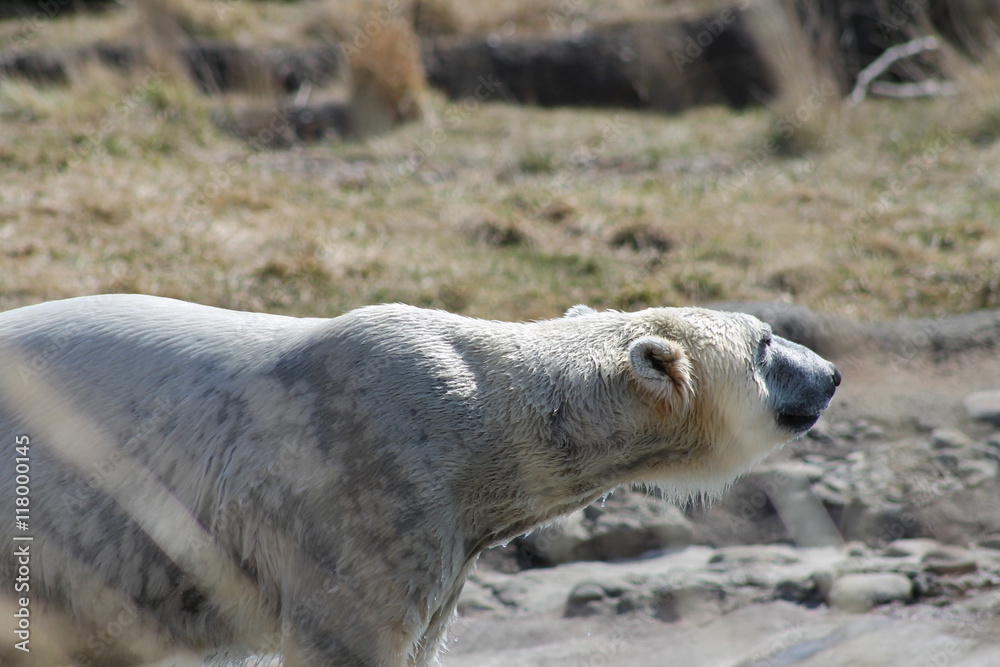 Fotografie Polar Bear playing the water