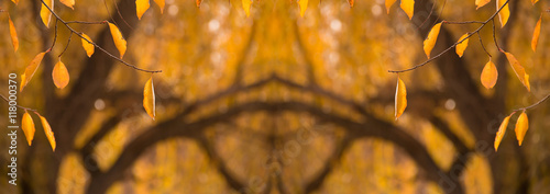 autumn yellow dry leaves