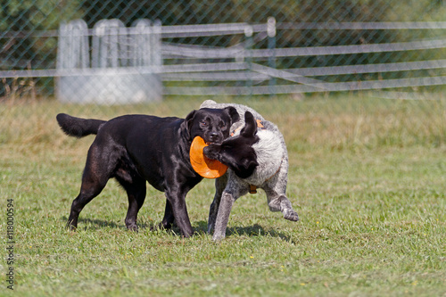 Two dogs fighting around a Frisbee © michaelstephan