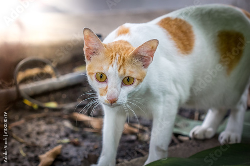 street cat white and orange color cat with the light in afternoo photo