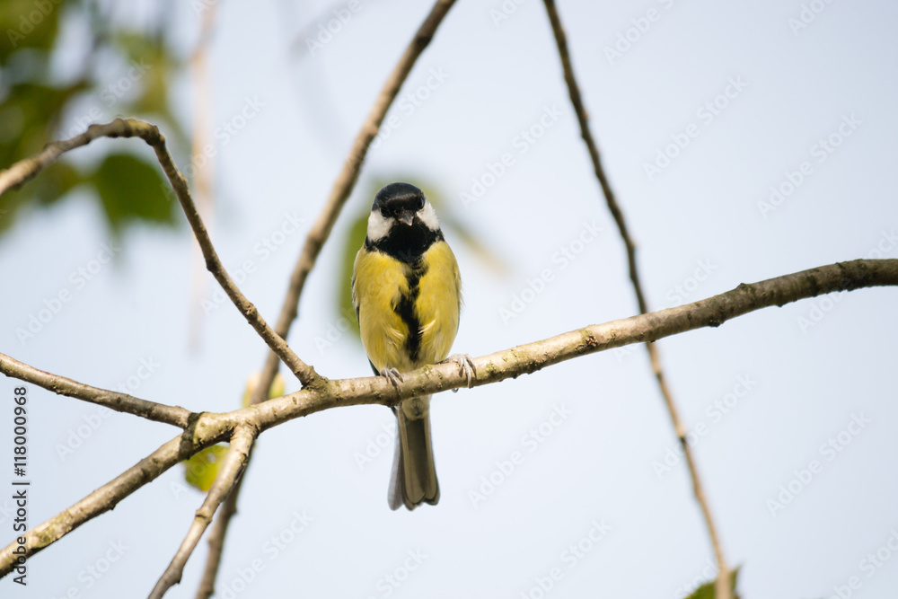 Fototapeta premium bird Tit