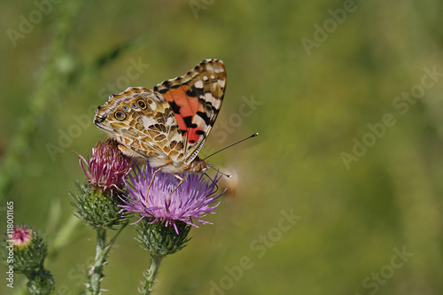 Distelfalter auf einer Distel