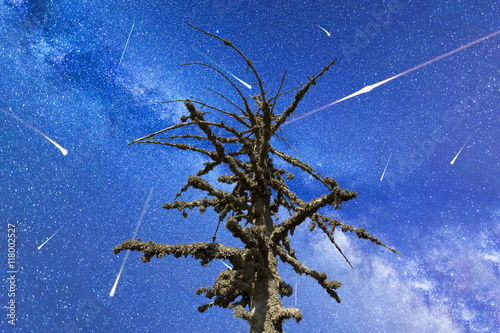 Perseid Meteor Shower in 2016. Falling stars.Dead mossy tree photo