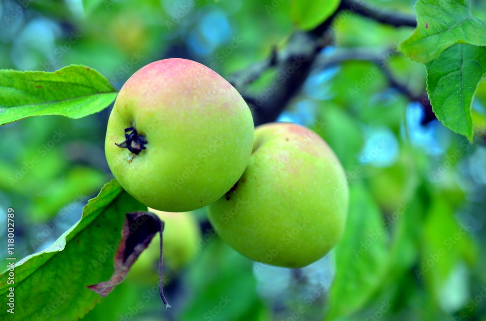 young apples growing on a tree