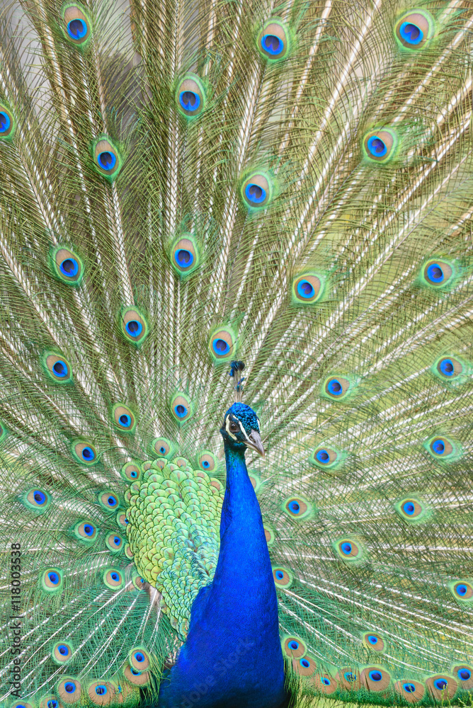 Obraz premium peacock turns a wheel - Pfau schlägt ein Rad 