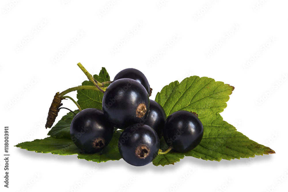 Blackenning currant ripe berries Blackenning currant ripe berries