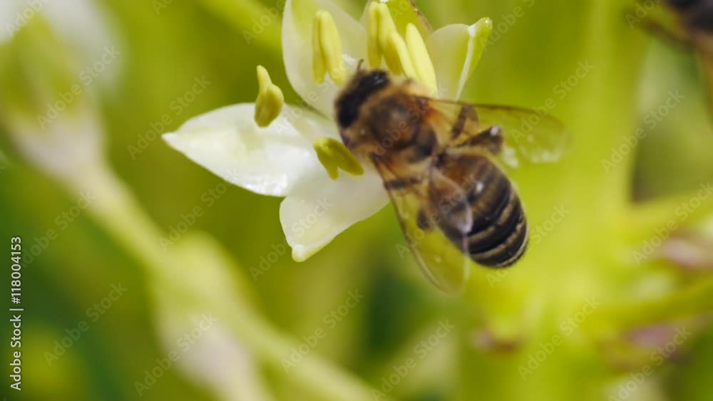 Bienen bestäuben Blüten von Schopf- oder Ananaslilie Bienen bestäuben Blüten von Schopf- oder Ananaslilie