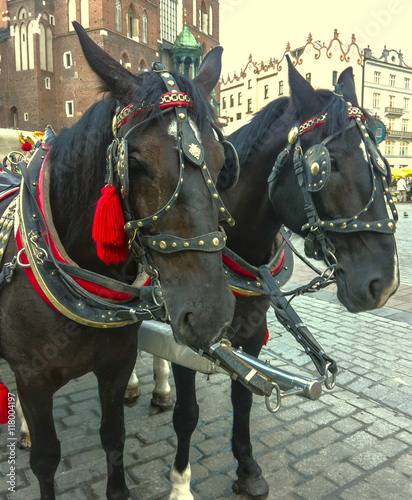 Two horses with decorations.