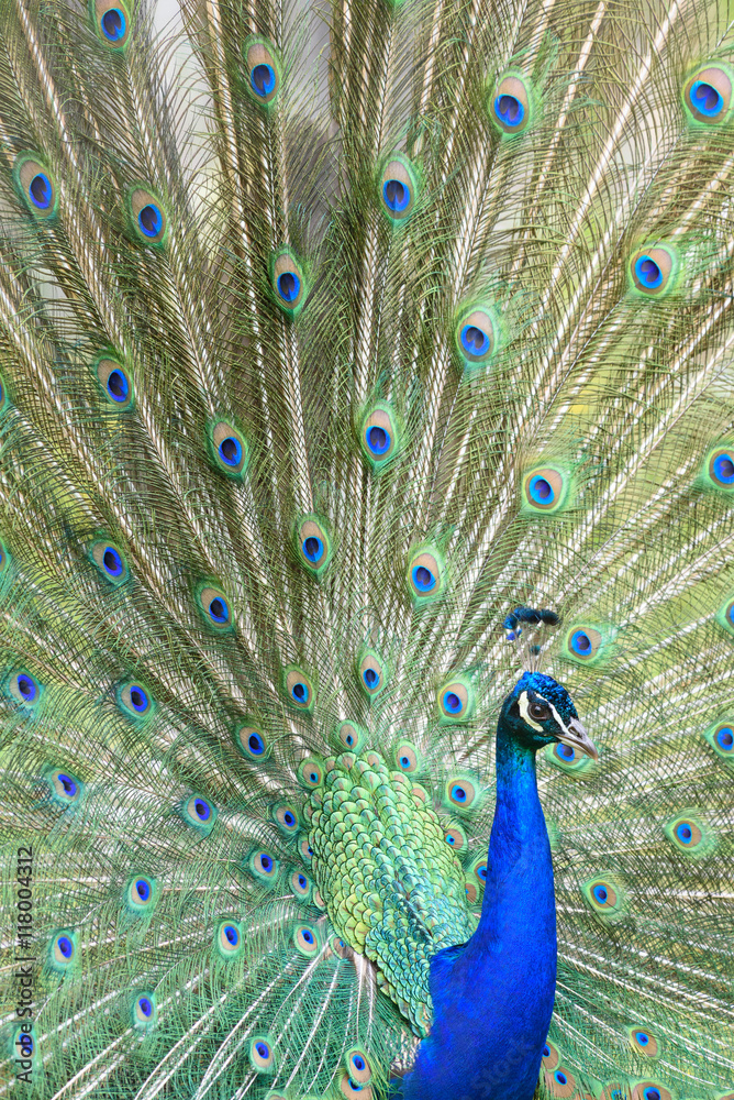 Fototapeta premium peacock turns a wheel - Pfau schlägt ein Rad 