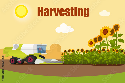 Modern combine harvester tractor working a sunflowers field. Agriculture machinery. Agriculture harvest sunflower seeds. Farm rural landscape, vector illustration.