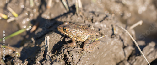 American Bullfrog - Lithobates catesbeianus. Santa Clara County, California, USA. Bullfrog camouflaged in a muddy pond. photo