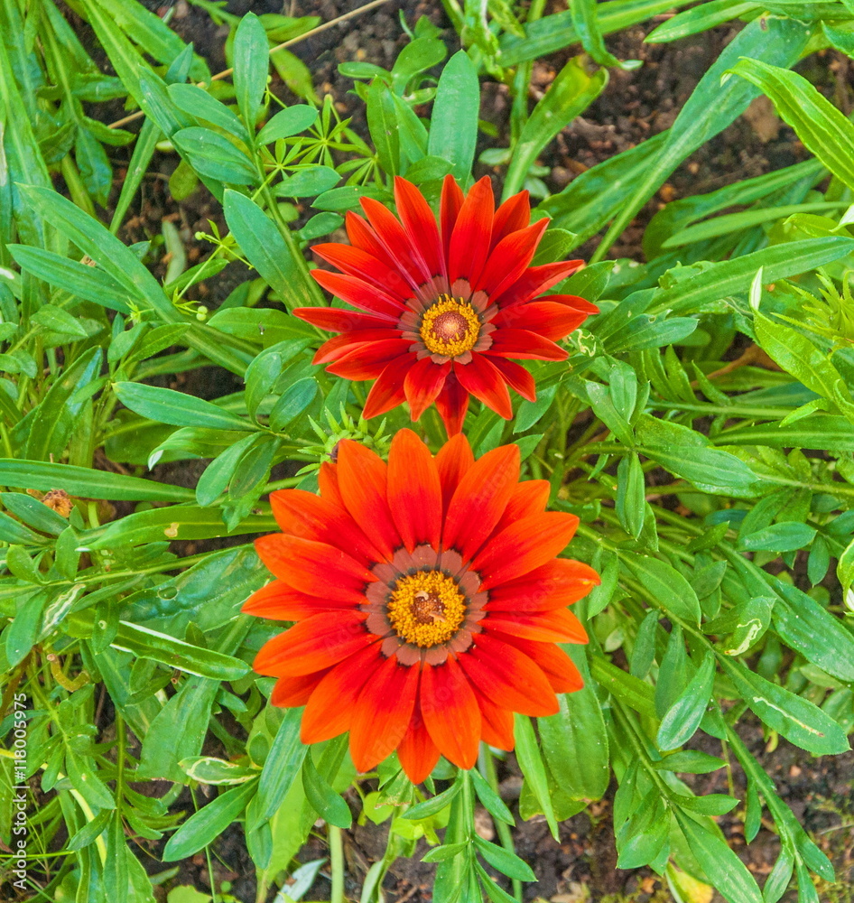 Two red flower on a bed Two red flower on a bed
